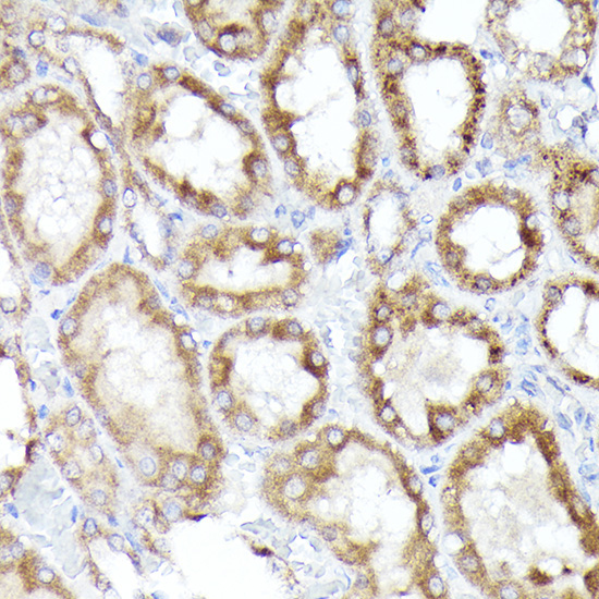 BNIP3L Rabbit Polyclonal Antibody - Image 3