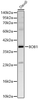 BOB1 Rabbit Polyclonal Antibody