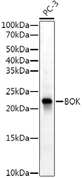 BOK Rabbit Monoclonal Antibody