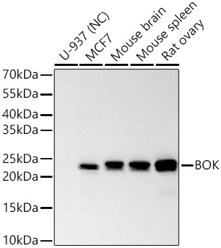 BOK Rabbit Polyclonal Antibody