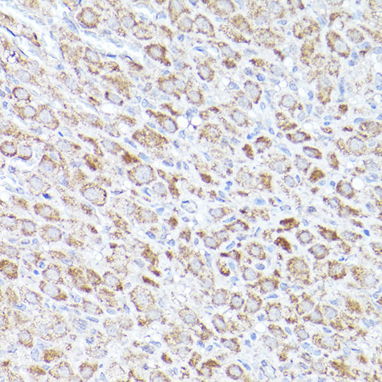 BOK Rabbit Polyclonal Antibody - Image 4