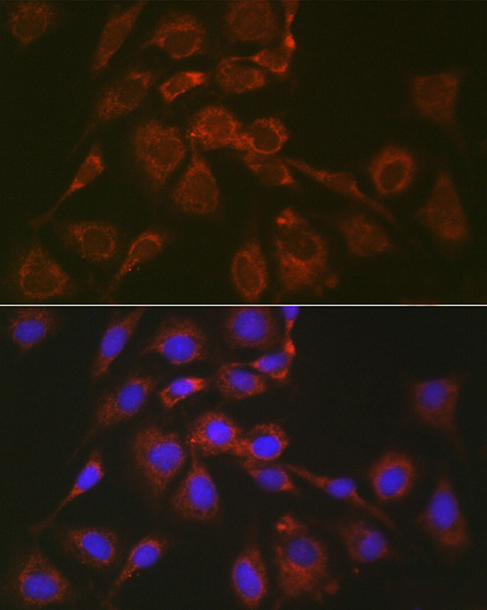 BOK Rabbit Polyclonal Antibody - Image 6