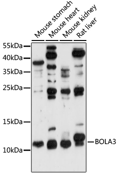 BOLA3 Rabbit Polyclonal Antibody