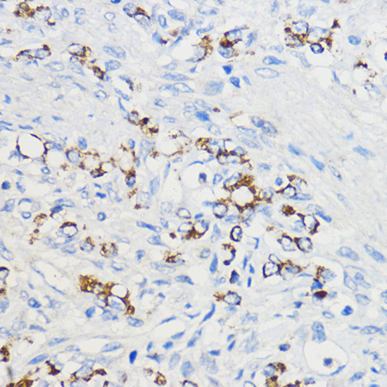 BOLA3 Rabbit Polyclonal Antibody - Image 2