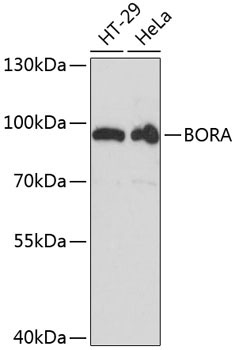 BORA Rabbit Polyclonal Antibody