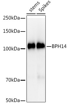 BPH14 Rabbit Polyclonal Antibody