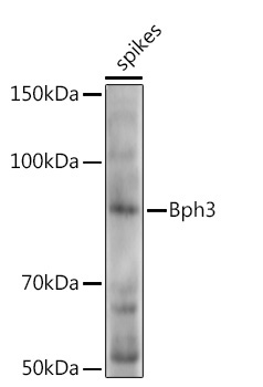 Bph3 Rabbit Polyclonal Antibody