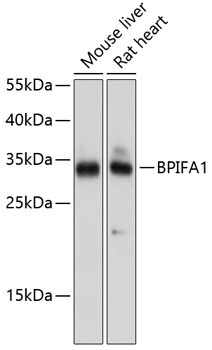 BPIFA1 Rabbit Polyclonal Antibody