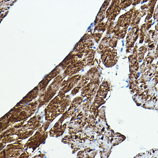 B-Raf Rabbit Polyclonal Antibody