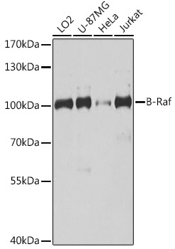 B-Raf Rabbit Polyclonal Antibody