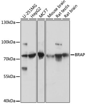 BRAP Rabbit Polyclonal Antibody