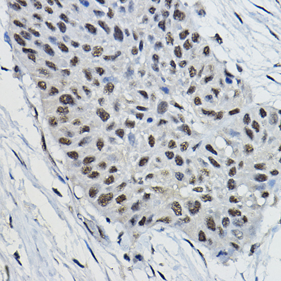 BRAP Rabbit Polyclonal Antibody - Image 2