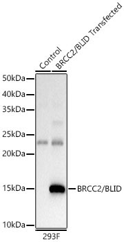 BRCC2/BLID Rabbit Polyclonal Antibody