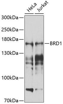 BRD1 Rabbit Polyclonal Antibody