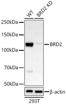 BRD2 Rabbit Monoclonal Antibody