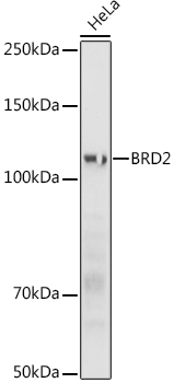 BRD2 Rabbit Polyclonal Antibody - Image 2