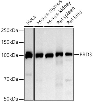 BRD3 Rabbit Polyclonal Antibody