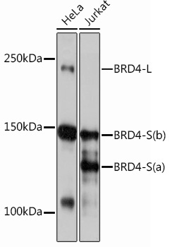 BRD4 Rabbit Monoclonal Antibody