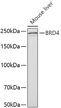 BRD4 Rabbit Polyclonal Antibody