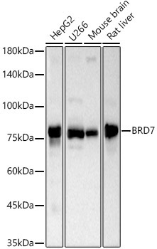 BRD7 Rabbit Polyclonal Antibody