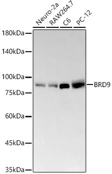 BRD9 Rabbit Monoclonal Antibody