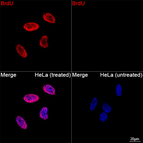 BrdU Mouse Monoclonal Antibody