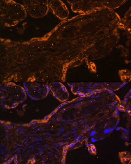 BRE Rabbit Polyclonal Antibody - Image 3