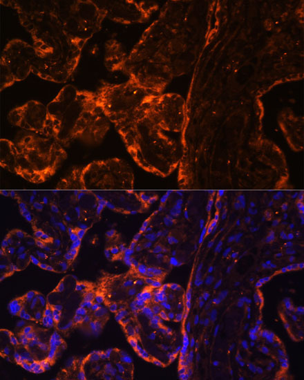 BRE Rabbit Polyclonal Antibody - Image 4
