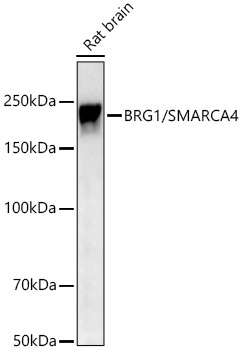 BRG1/SMARCA4 Rabbit Monoclonal Antibody