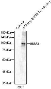 BRRF2 Rabbit Polyclonal Antibody