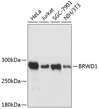 BRWD1 Rabbit Polyclonal Antibody