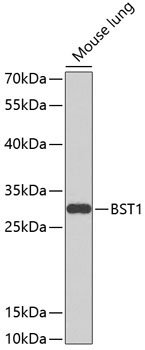 BST1 Rabbit Polyclonal Antibody