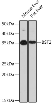 BST2 Rabbit Monoclonal Antibody