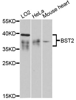BST2 Rabbit Polyclonal Antibody