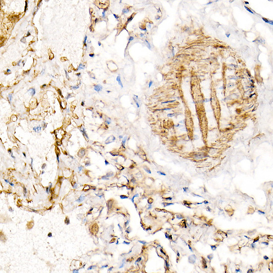 BST2 Rabbit Polyclonal Antibody - Image 2