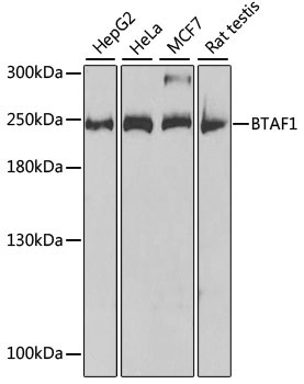 BTAF1 Rabbit Polyclonal Antibody
