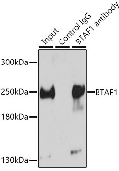BTAF1 Rabbit Polyclonal Antibody - Image 2