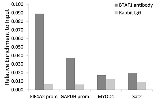 BTAF1 Rabbit Polyclonal Antibody - Image 3