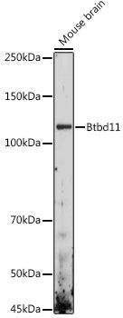 Btbd11 Rabbit Polyclonal Antibody