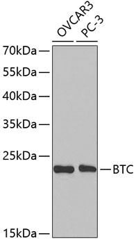 BTC Rabbit Polyclonal Antibody