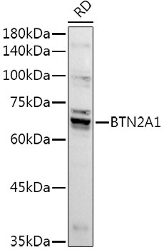BTN2A1 Rabbit Polyclonal Antibody