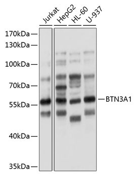 BTN3A1 Rabbit Polyclonal Antibody