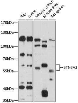 BTN3A3 Rabbit Polyclonal Antibody