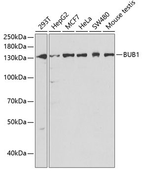 BUB1 Rabbit Polyclonal Antibody