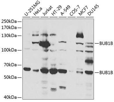 BUB1B Rabbit Polyclonal Antibody