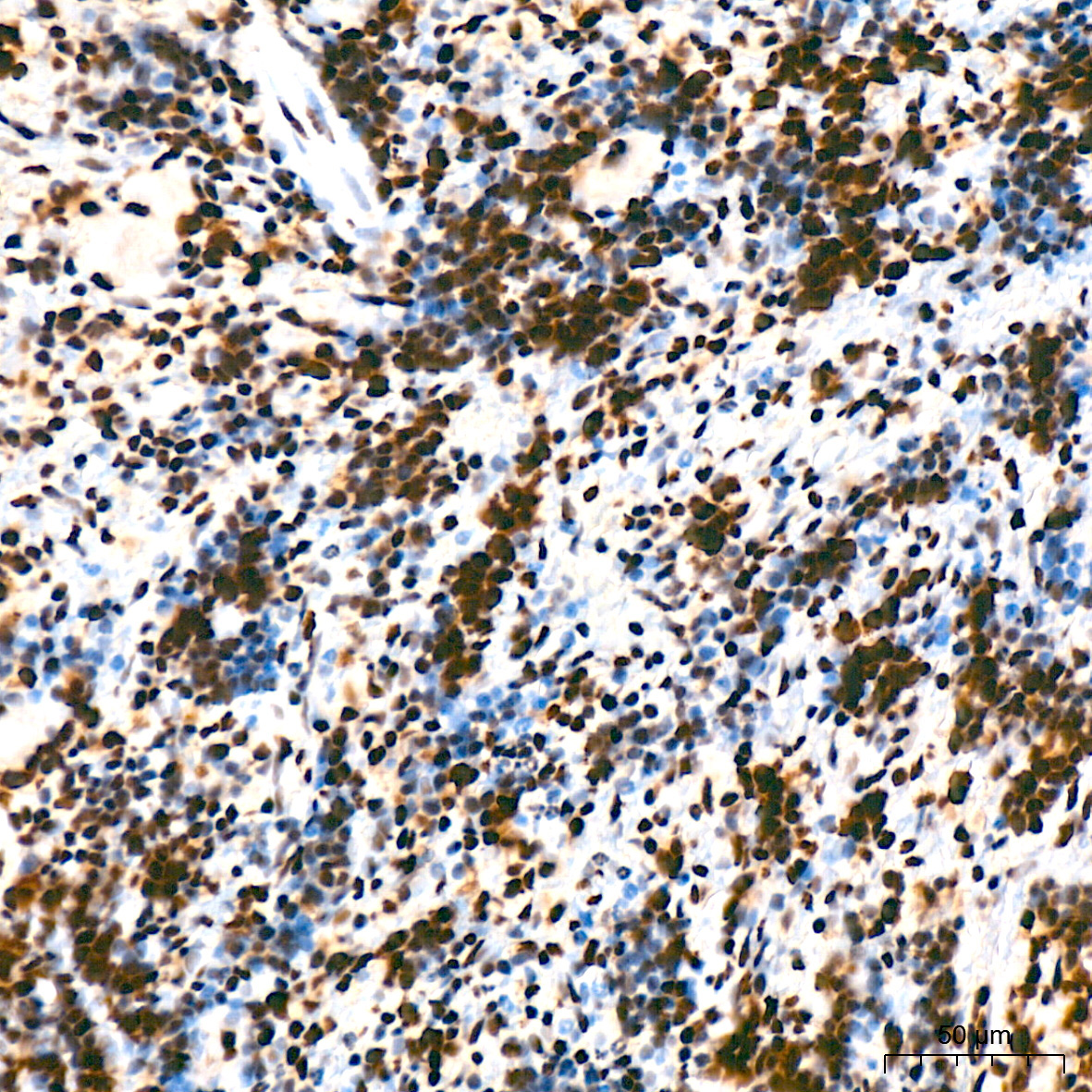 BUB3 Rabbit Monoclonal Antibody - Image 3