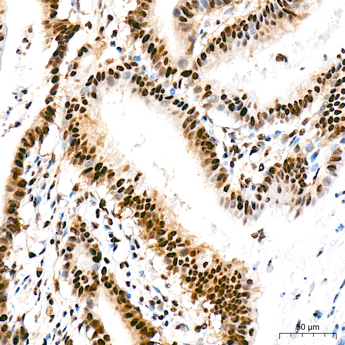 BUB3 Rabbit Monoclonal Antibody - Image 4