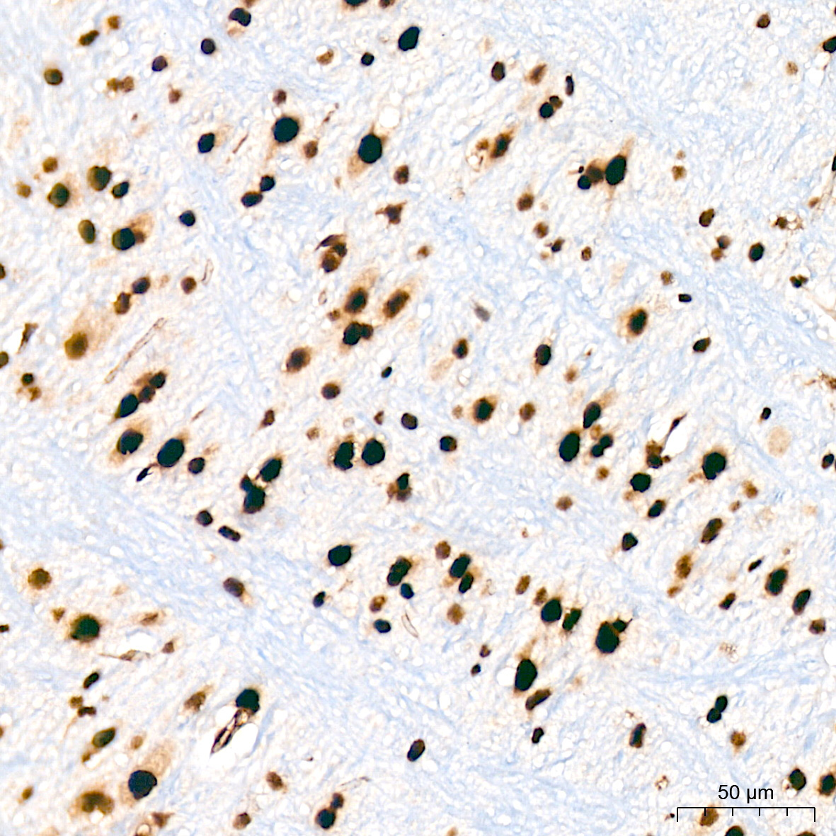 BUB3 Rabbit Monoclonal Antibody - Image 5
