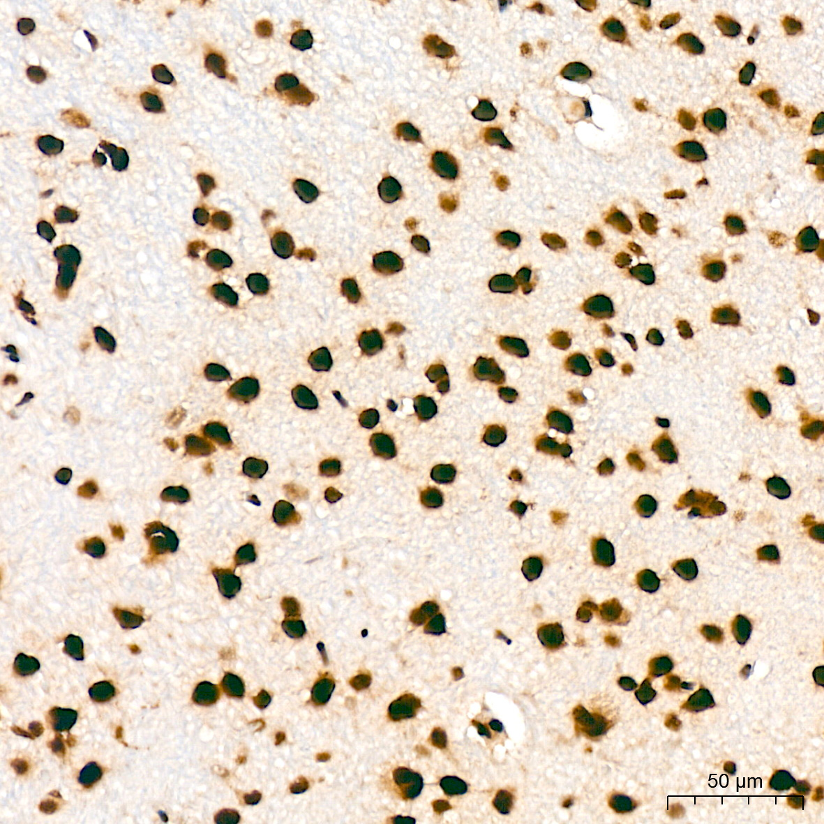 BUB3 Rabbit Monoclonal Antibody - Image 6