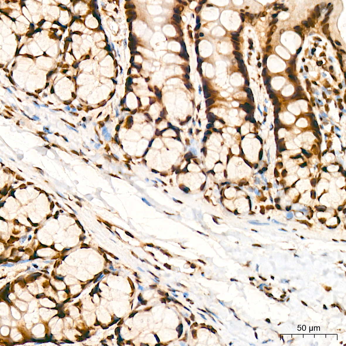 BUB3 Rabbit Monoclonal Antibody - Image 7